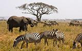 TANZANIA - Serengeti National Park - 083